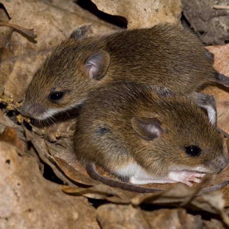 Уничтожения мышей в частном доме в Старом Осколе?