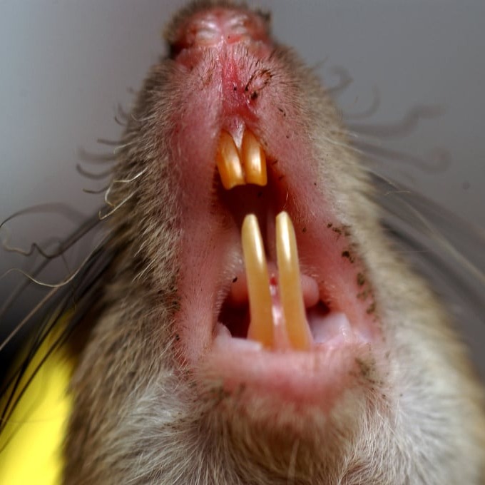 Дератизация крыс в Старом Осколе?